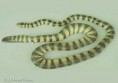 Vodnář podivný (Hydrophis gracilis)